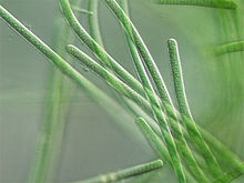 Description: Oscillatoria sp.jpg