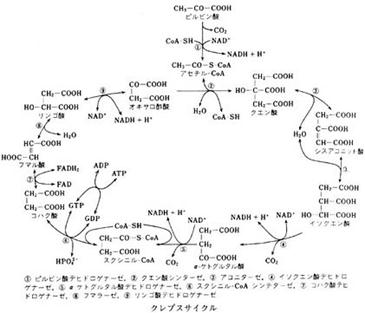 Description: Description: https://kotobank.jp/image/dictionary/housoku/f00000196.jpg