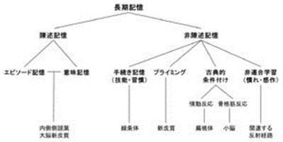 Description: 300px-Fig1_long_term_memory2
