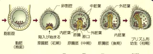 Description: http://spider.art.coocan.jp/biology2/visual/pict-yokuwa85.jpg