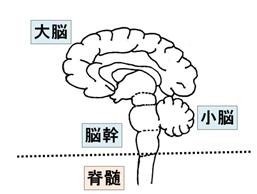 Description: Description: Description: Description: Description: BRAIN