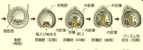 Description: Description: http://spider.art.coocan.jp/biology2/visual/pict-yokuwa85.jpg