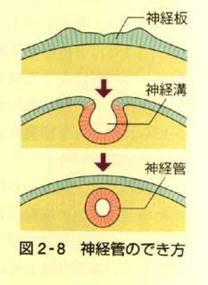 Description: Description: http://spider.art.coocan.jp/biology2/visual/pict-yokuwa88.jpg