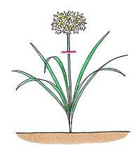 Description: http://www.sc-engei.co.jp/plant/fcontents/images/kiji_block_image/0139-1201-20101216180058.jpg
