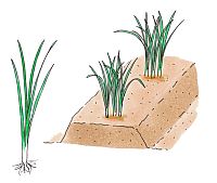 Description: http://www.sc-engei.co.jp/plant/fcontents/images/kiji_block_image/0139-1404-20110105082152.jpg