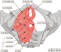 Ւ؂Ƃ | ՒX}CvWFNg - SՒꋦ National Association for Pelvic Health  (NAPH)